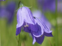 Piburgsee bloem