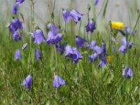 Piburgsee bloem 02