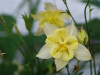 Piburgsee bloem 06