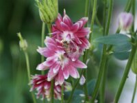 Piburgsee bloem 08