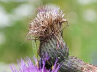 Piburgsee bloem 15