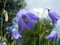 Piburgsee bloem 17