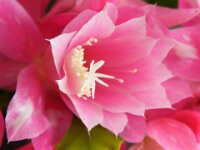 Piburgsee bloem 19