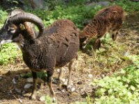 Umhausen Stuibenfall Wildlife