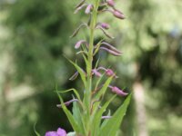 Umhausen Stuibenfall Wildlife 02
