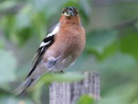Umhausen Stuibenfall Wildlife 08