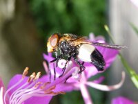 Umhausen Stuibenfall Wildlife 13