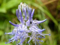 Umhausen Stuibenfall Wildlife 15