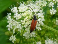 Umhausen Stuibenfall Wildlife 18