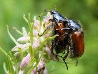 Umhausen Stuibenfall Wildlife 22