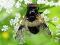 Umhausen Stuibenfall Wildlife 23