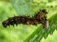 Umhausen Stuibenfall Wildlife 27
