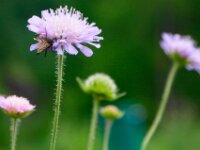 Vent solden wildlife 02