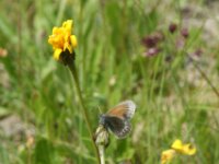 Vent solden wildlife 06