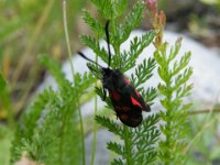 Vent solden wildlife 18