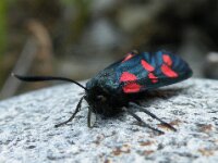 Vent solden wildlife 19