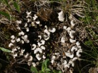 Gaislachkogl Fauna Flora 02