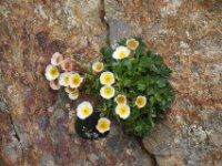 Gaislachkogl Fauna Flora 03