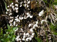 Gaislachkogl Fauna Flora 09