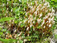 Gaislachkogl Fauna Flora 12