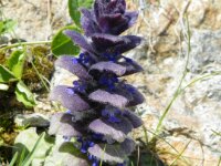 Gaislachkogl Fauna Flora 13