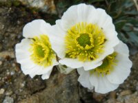 Gaislachkogl Fauna Flora 15