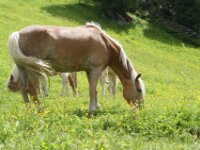 Paarden