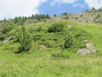 Hogemut 11
