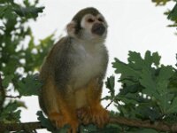 Paradisio Aap 04