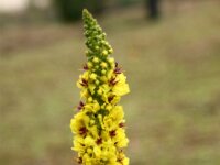 Park paradisio bloemen