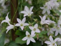 Park paradisio bloemen 06