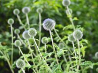 Park paradisio bloemen 10