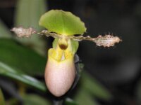 Park paradisio bloemen 13