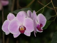 Park paradisio bloemen 14