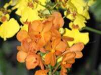 Park paradisio bloemen 20