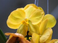 Park paradisio bloemen 21