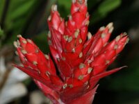 Park paradisio bloemen 22