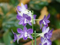 Park paradisio bloemen 23
