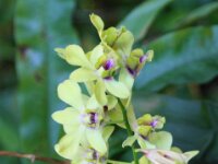Park paradisio bloemen 24