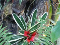 Park paradisio bloemen 25