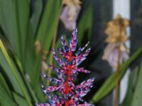 Park paradisio bloemen 27