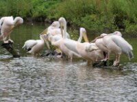 Paradisio Pelikaan 03