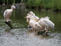 Paradisio Pelikaan 04