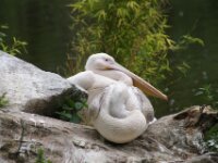 Paradisio Pelikaan 05