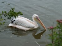 Paradisio Pelikaan 10
