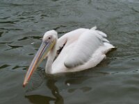 Paradisio Pelikaan 19