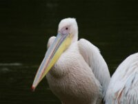 Paradisio Pelikaan 28