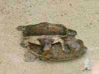 Paradisio Reptiel