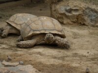 Paradisio Reptiel 03