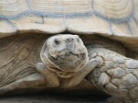 Paradisio Reptiel 05